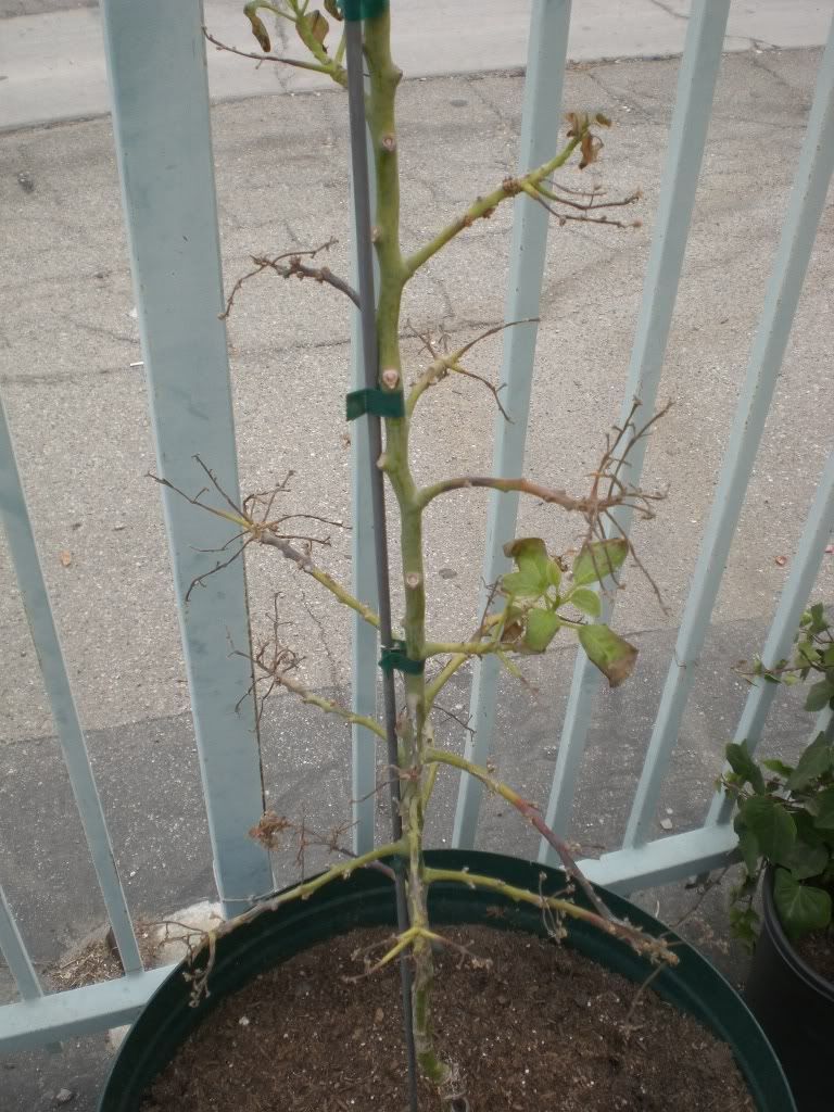 Please Help Me Save My Dying Avocado Tree!